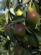 pears on a tree in a garden close-up