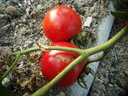 tomatoes on soil in garden