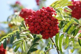 rowan berries fruits