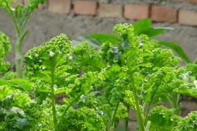 kale salad