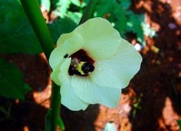 white lady finger flower