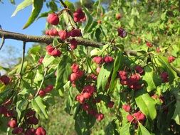 euonymus branch with berries