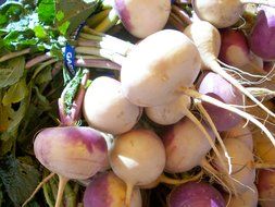 fresh ripe turnips