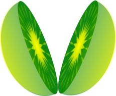 clipart,picture of cut in half lime