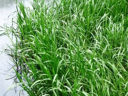 green grass by the lake