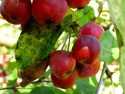 Frsh natural sweet red apples on the tree