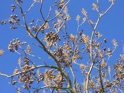 blue bell tree
