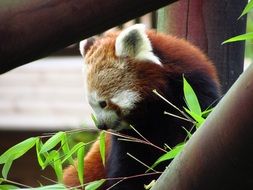 red panda eating bamboo sitting