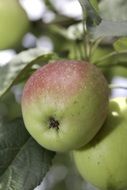 green and red apples on branches