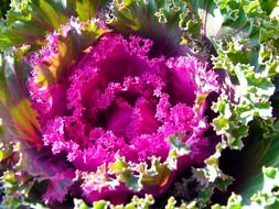 bright purple cabbage under the sun close-up