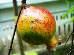pomegranate fruit