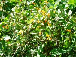 yellow nightshade