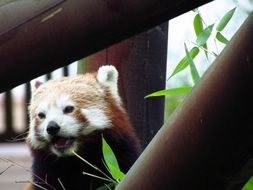 hungry red panda eating leafs