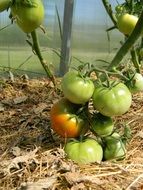 unripe tomatoes in the greenhouse