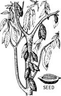 Picture of cacao plant