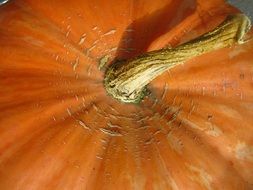 Orange sweet pumpkin in the autumn