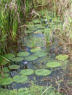 victoria regia plant