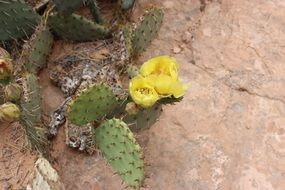 opuntia, blooming cactus in red rock desert, usa, utah, arizona