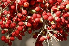 red berries on the branches of a bush