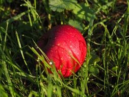 red apple in the grass