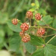 unripe blackberries in the green forest