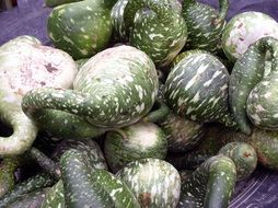 still life from the harvest of green pumpkins