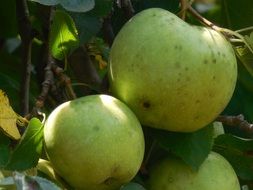 fresh green apple tree