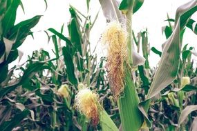 Green corn crop ripe