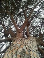 bottom view of a huge tree