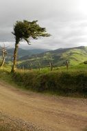 landscape of tree on a background of vegetation in Costa Rica