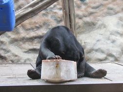 bear eating sitting animal