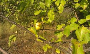 yellow apple on tree