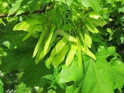 acer platanoides norway maple tree closeup