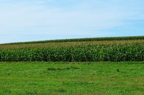 the cultivation of corn landscape