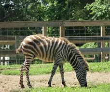 Zebra in cage