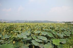 landscape of the green lotus field
