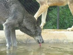 wolf zoo