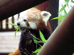 red panda wildlife