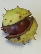 Chestnut in shell on a light background