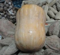varieties of pumpkins