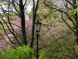 magnificent spring lantern