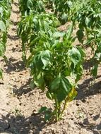 bushs of the green peppers in the garden