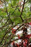 colorful foliage on branches