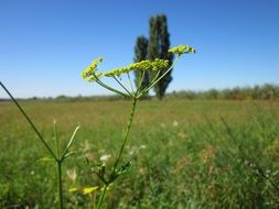 pastinaca sativa, blooming parsnip in wild