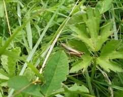 grass hopper
