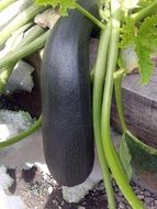 marrow garden vegetable closeup