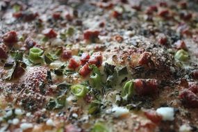 baking piza colorful closeup