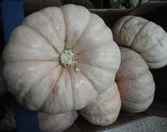 appetizing varieties of pumpkin
