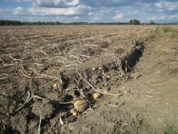 harvesting potatoes