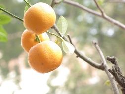 orange fruit plant